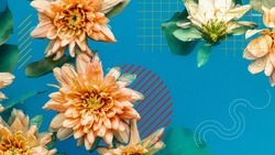 Капризная красота круглый год — как ставропольские цветоводы выращивают хризантемы 