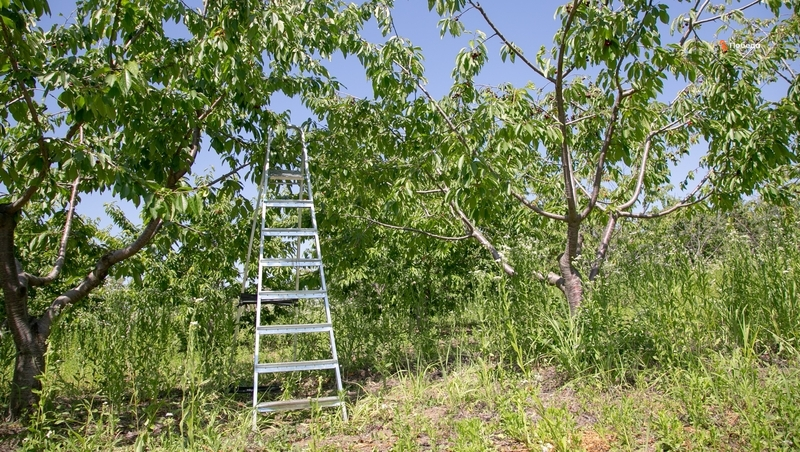 Мультиягодный кластер в Кочубеевском округе увеличит объём инвестиций в регион
