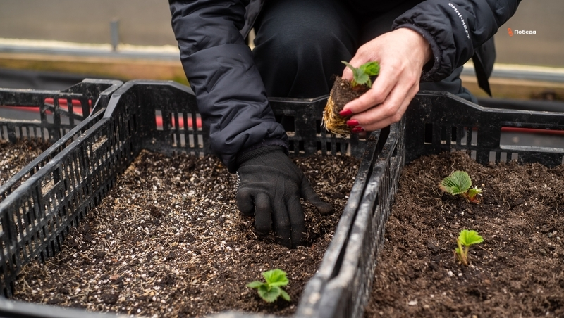 Владельцы личных подсобных хозяйств получают гранты на Ставрополье