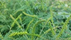 Глава Ставрополья поручил главам муниципалитетов уничтожать амброзию