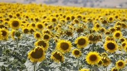 Уборка подсолнечника проходит на Ставрополье