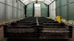 Соцконтракт помог ставропольцу открыть ферму по выращиванию шампиньонов