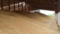 Более 10 млн тонн зерновых собрали аграрии Ставрополья