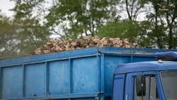 Аграрии Ставрополья собрали 1,5 млн тонн сахарной свёклы