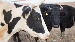 Животноводы Ставрополья увеличили производство говядины 