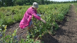 На Ставрополье намерены вернуться к системе льготных кредитов для аграриев