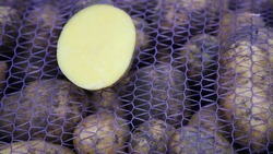 Урожайность картофеля на Ставрополье выросла на 15% за год