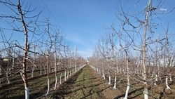 Зимнюю обрезку плодовых деревьев выполнили на 36% на Ставрополье