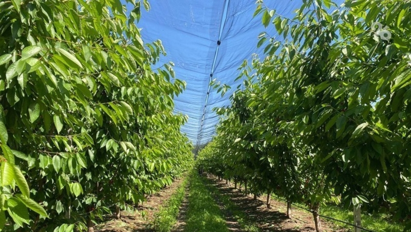 Садоводы Ставрополья получат 280 млн господдержки