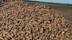 Овощеводы Ставрополья убрали более миллиона тонн сахарной свёклы