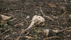   Уборку столовой свёклы начали на Ставрополье