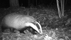 Барсук попался в фотоловушку в ставропольском лесу