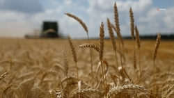 Аграриям Ставрополья выплатили более 340 млн рублей на страхование озимых культур 