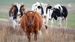 Свыше 13 тыс. тонн говядины произвели на Ставрополье в 2023 году