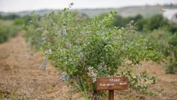 Фермер из Кочубеевского округа выращивает 17 сортов голубики