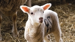 Свыше 4,3 тыс. ягнят родились на Ставрополье