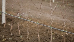 Центр компетенций по садоводству и питомниководству откроют на Ставрополье