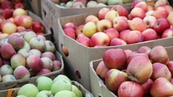 Предпринимателей из Египта заинтересовала ставропольская продукция 