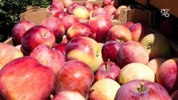Суперитенсивные сады могут дать Ставрополью 50 тыс. тонн яблок