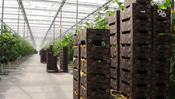 Аграрии Ставрополья на 9% нарастили производство тепличных овощей