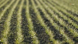 На Ставрополье аграрии закончили первую подкормку озимых