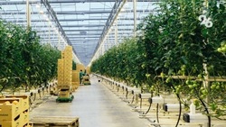Аграрии Ставрополья получат субсидию на производство тепличных овощей