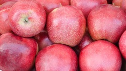 Свыше 75 тыс. тонн яблок собрали в хозяйствах Ставрополья 