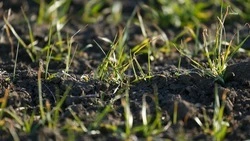 На Ставрополье заключили 218 договоров страхования урожая