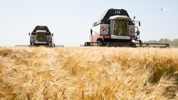Сельхозпроизводители Ставрополья собрали более 920 тыс. тонн зерна