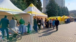 Свыше 700 ярмарок еженедельно проходит на Ставрополье