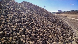 Аграрии Кочубеевского округа убрали более 1,1 тыс. га сахарной свёклы
