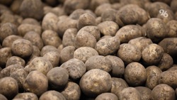 Ставропольские аграрии убрали более 25 тыс. тонн картофеля