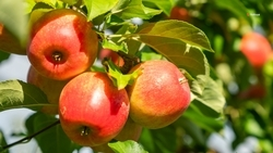 Ставропольские садоводы собрали 42,4 тыс. тонн яблок