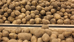 Урожайность картофеля на Ставрополье выросла на 15%