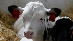 В Кочубеевском округе за год произвели более 29 тыс. тонн молока