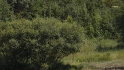 На Ставрополье закупили 369 единиц оборудования для ухода за лесом 