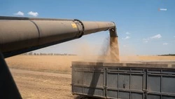 Аграрии в Кочубеевском округе собрали 26 тыс. га урожая