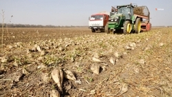 На Ставрополье собрали 1,2 млн тонн сахарной свёклы 