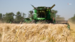 В Кочубеевском округе отмечена самая высокая урожайность зерновых в регионе 