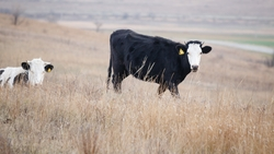 Ставропольский край за 2023 год увеличил производство молока