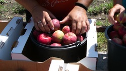 Садоводы Ставрополья собрали более 320 тонн ранних яблок