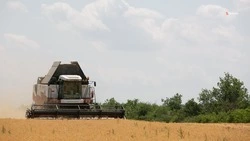 Почти 75% площадей зерновых культур обмолотили аграрии Ставрополья