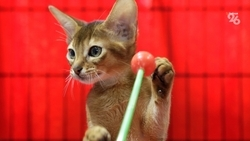 Ставропольский ветеринар рассказала о вреде молока для котов