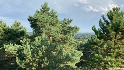 Новый механизм восстановления лесополос внедряют на Ставрополье