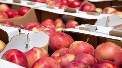 На Ставрополье на хранение направили около 60% урожая яблок