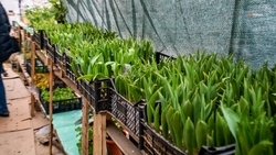 Срок контроля за бизнесом, открытым по соцконтракту, планируют увеличить на Ставрополье