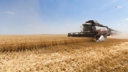 Уборку зерновых выполнили на 1,07 млн га ставропольских полей