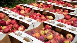 Плодохранилища Ставрополья наполовину заполнены «родными» яблоками