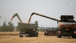 В Кочубеевском округе зерно собрали с 92,2% площадей