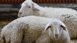 Экспорт животноводческой продукции расширят на Ставрополье